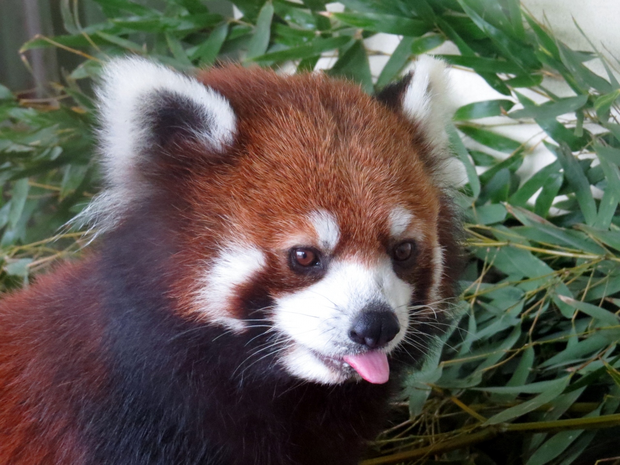 初夏のレッサーパンダ紀行 ４ 東武動物公園 やはり厳しかった雨の東武zoo なんとかライライ君だけには会うことが出来ました 蓮田 白岡 埼玉県 の旅行記 ブログ By Jilllucaさん フォートラベル