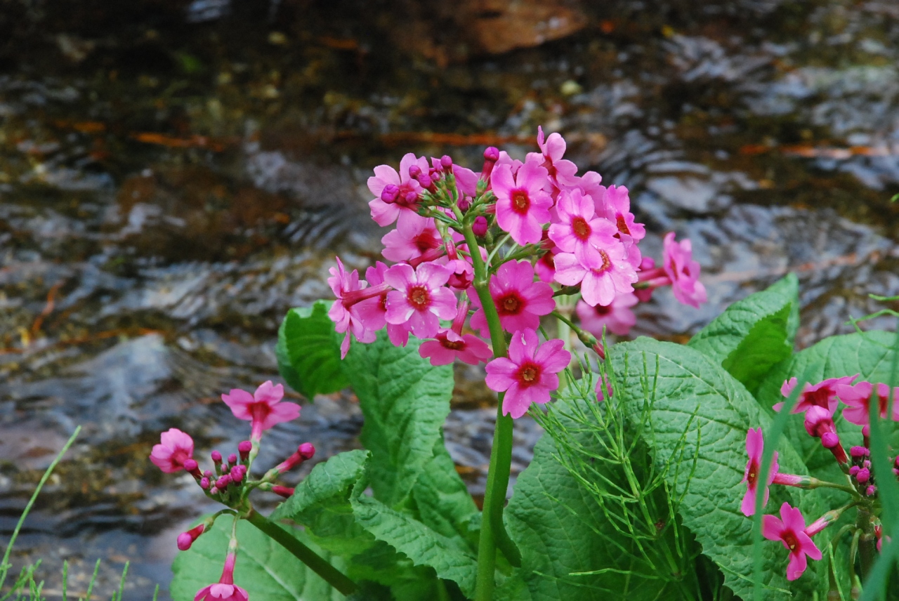 四季折々の花が楽しめる上三依水生植物園 日光市 栃木県の旅行記 ブログ By かっちんさん フォートラベル