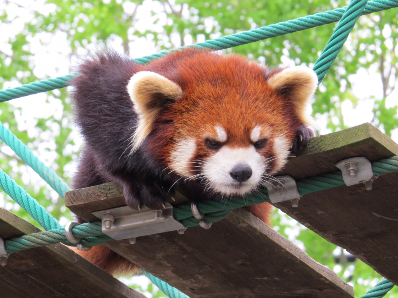 初夏のレッサーパンダ紀行 ６ 旭山動物園 吊り橋の上からこんにちは 旭山でははじめましてのチャーミン君 今やエース 愛嬌いっぱいの栄栄ちゃん 旭川 北海道 の旅行記 ブログ By Jilllucaさん フォートラベル