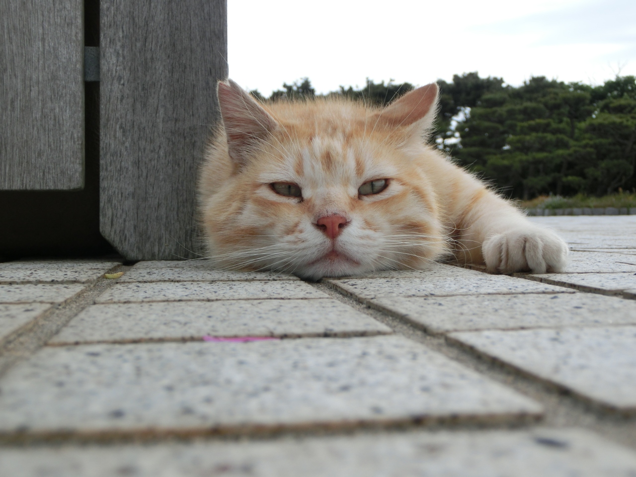 葉山から三崎港 城ヶ島で物思う 猫 二日目 三浦海岸 三崎 神奈川県 の旅行記 ブログ By ちそさん フォートラベル