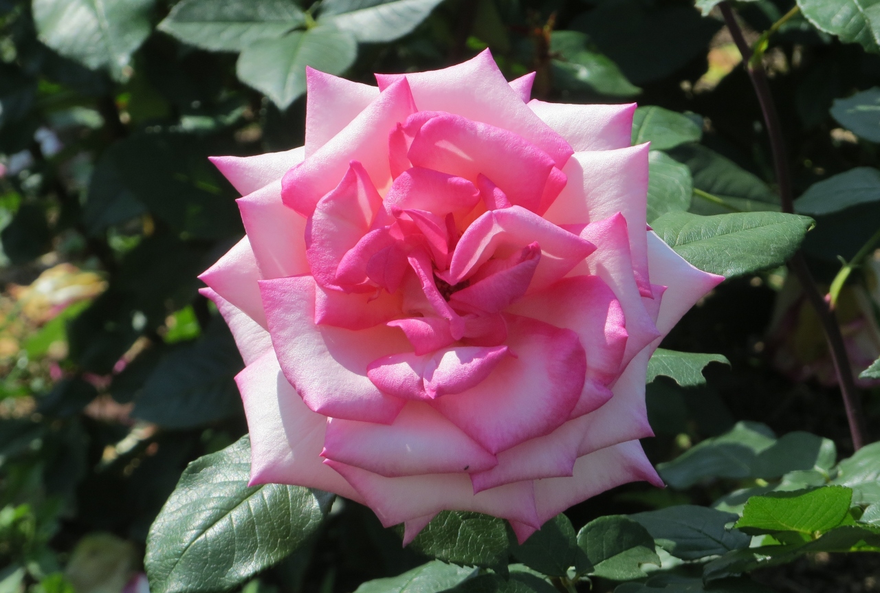 14春 庄内緑地公園の薔薇 8 10 5月23日 8 プリンセス ドゥ モナコ ジュビレ デュ フランス ドゥ モナコ ダイアナ プリンセス オブ ウェールズ 愛知県の旅行記 ブログ By 旅人のくまさんさん フォートラベル