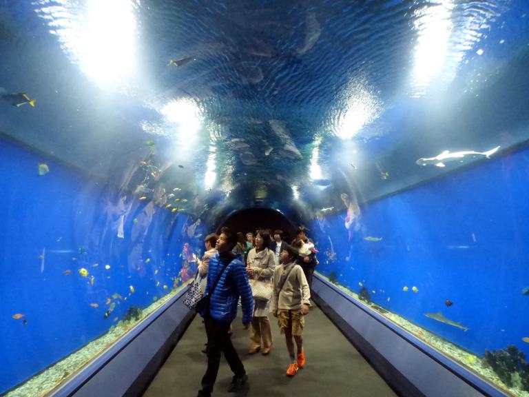 ２１ 卒業旅行は大阪へ４泊 世界最大級の水族館 海遊館その１ 大阪ベイエリア 大阪 の旅行記 ブログ By ミシマさん フォートラベル