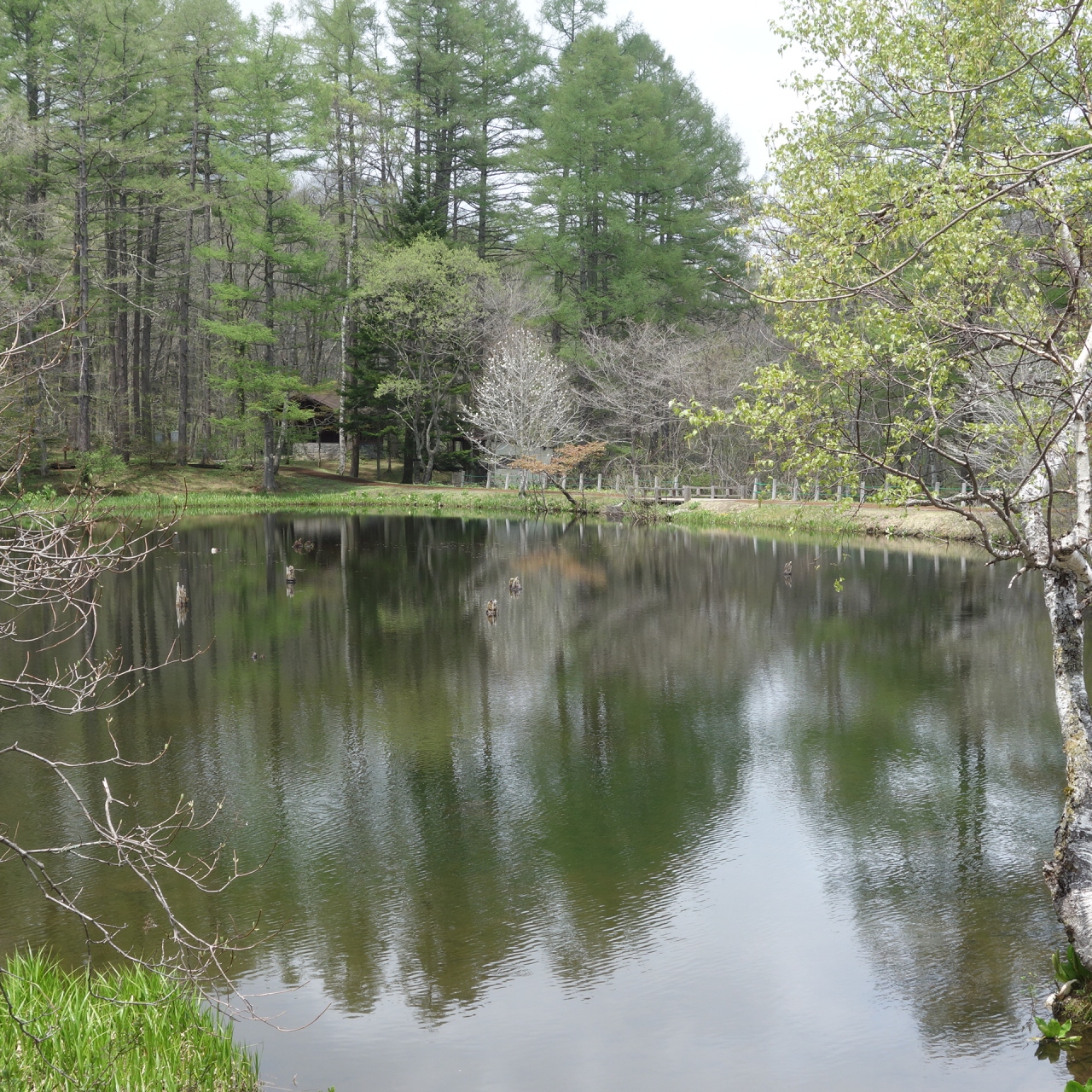 戸隠森林植物園を散策 ただし 熊がこわくでおずおずと 戸隠 鬼無里 長野県 の旅行記 ブログ By Nomonomoさん フォートラベル