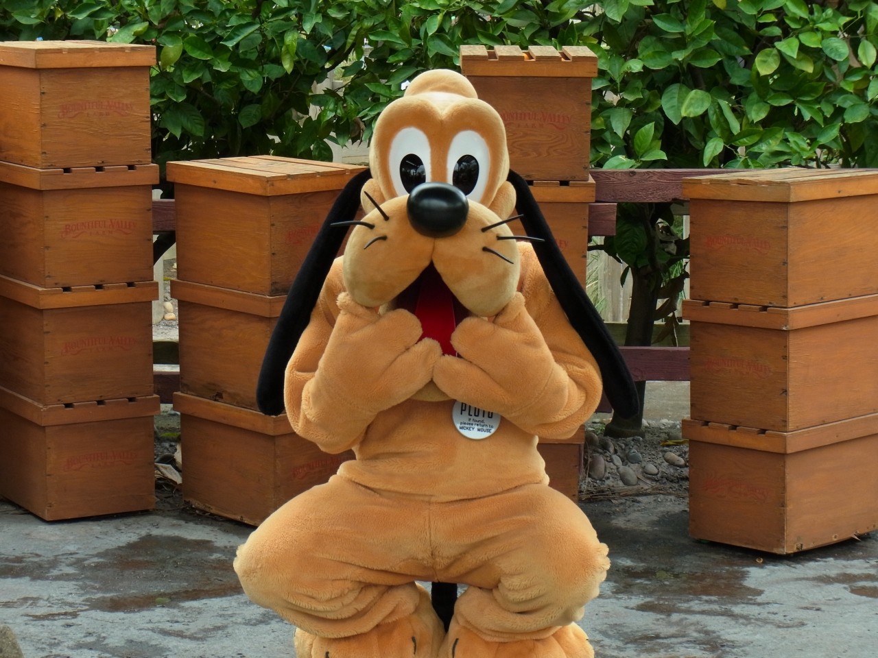 ハワイ アウラニウェディング からのアナハイムディズニー ディズニー尽くし 笑 アナハイム アメリカ の旅行記 ブログ By Nanaさん フォートラベル