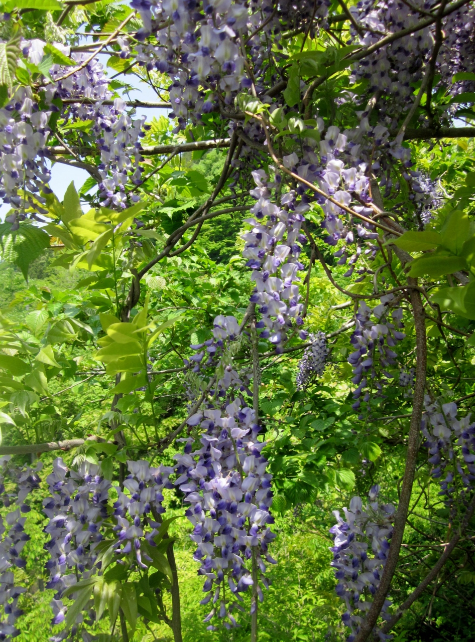 山の藤の花を見に出かけました 猪苗代湖周辺の散策 猪苗代 福島県 の旅行記 ブログ By ごまさん フォートラベル 山の藤の花を見に出かけました 猪苗代湖周辺の散策 猪苗代 福島県 の旅行記 ブログ By ごまさん フォートラベル