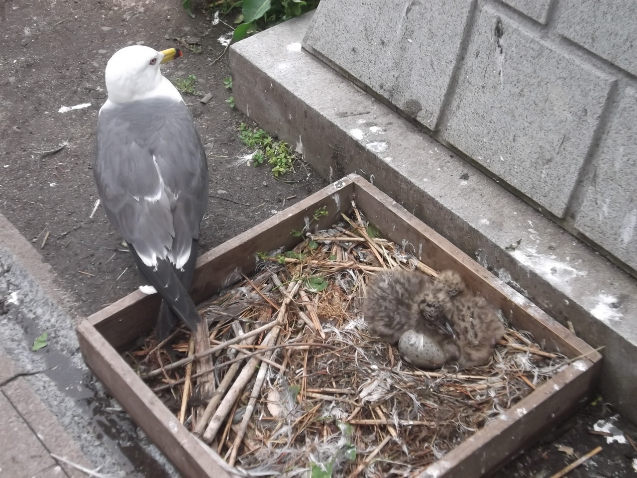 ウミネコさんのかわいい赤ちゃん 八戸 青森県 の旅行記 ブログ By アヒルのつばささん フォートラベル