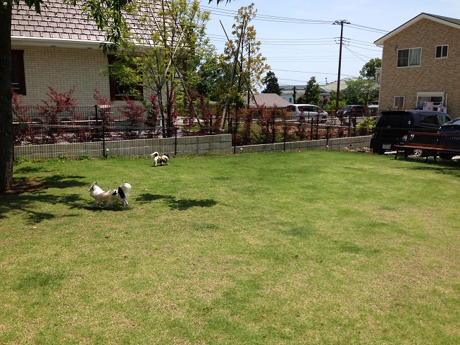 シャボテン公園 カフェミルキーさん 伊豆高原 静岡県 の旅行記 ブログ By ふわりんかさん フォートラベル
