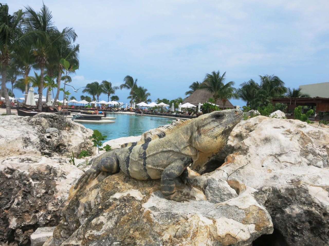 14年3月 メキシコリゾート カリブ海 Vol 4 プラヤデルカルメン リビエラマヤ滞在の後半編 Secrets Maroma Beach Riviera Cancun プラヤ デル カルメン メキシコ の旅行記 ブログ By Kodebuさん フォートラベル