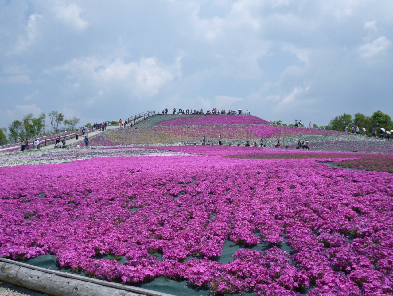 茶臼山 芝 桜 茶臼山の芝桜22の見頃と開花 芝桜まつりやライトアップは 屋台は Stg Origin Aegpresents Com
