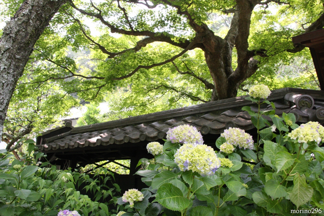 北鎌倉の紫陽花もそろそろ見頃かな 鎌倉 神奈川県 の旅行記 ブログ By Morino296さん フォートラベル 北鎌倉の紫陽花もそろそろ見頃かな 鎌倉 神奈川県 の旅行記 ブログ By Morino296さん フォートラベル