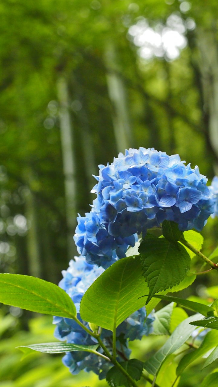 明月院のあじさいと花盛りの東慶寺 北鎌倉 14 06 11 鎌倉 神奈川県 の旅行記 ブログ By Momotaさん フォートラベル