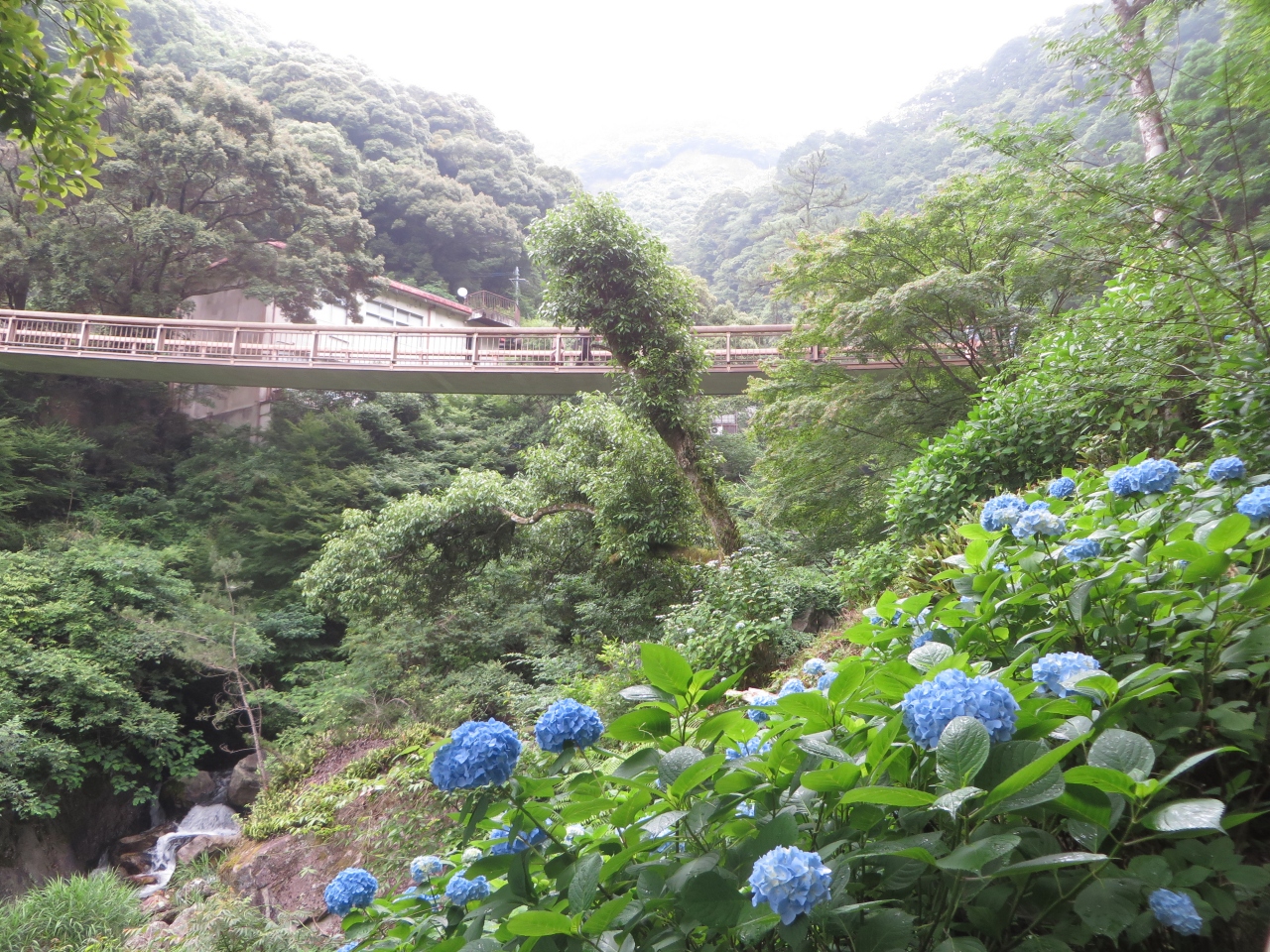 見帰りの滝で紫陽花を満喫 6 10 佐賀県の旅行記 ブログ By Akkoさん フォートラベル