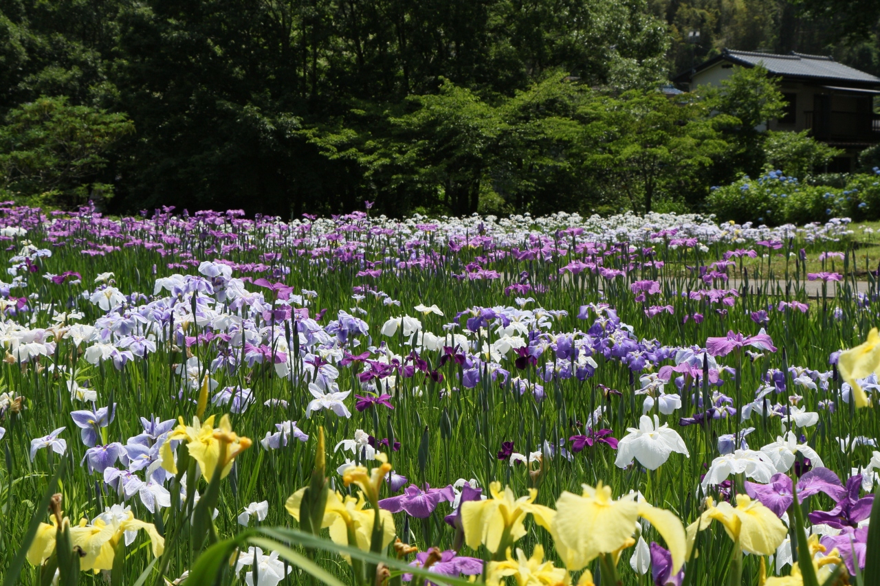 この時期はお得 花菖蒲 アジサイ スイレン３種類楽しめました 佐倉城址公園14年6月 佐倉 四街道 千葉県 の旅行記 ブログ By ニッキーさん フォートラベル