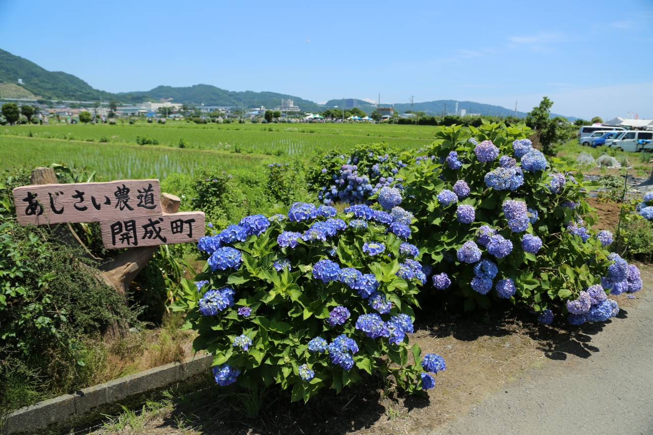 あじさい尽くしの旅 神奈川県開成町のあじさい祭り鑑賞 秦野 松田 足柄 神奈川県 の旅行記 ブログ By あべちゃんさん フォートラベル