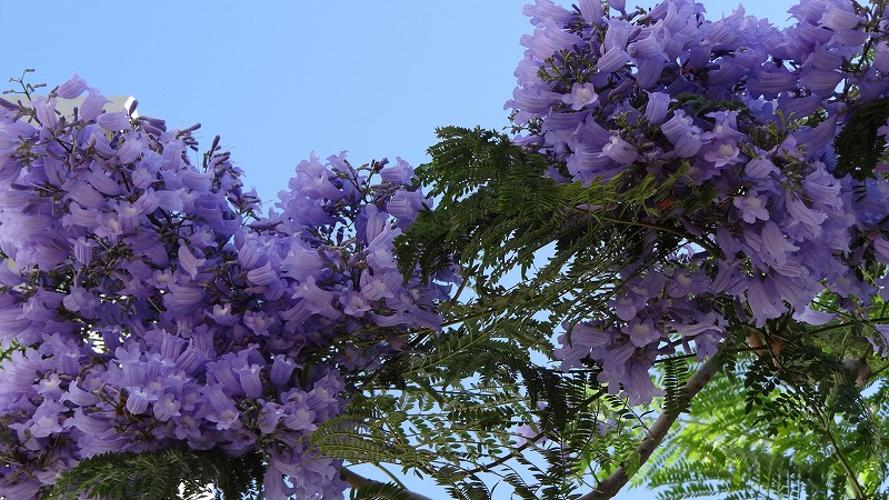 熱海でジャカランダが咲いています 熱海 静岡県 の旅行記 ブログ By Hn11さん フォートラベル
