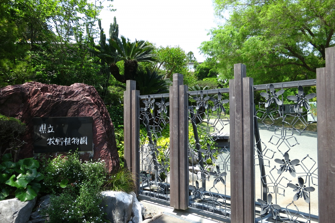 春の高知に帰ってきました 牧野植物園 ノンちゃんに案内してもらいました 高知市 高知県 の旅行記 ブログ By Pokoさん フォートラベル