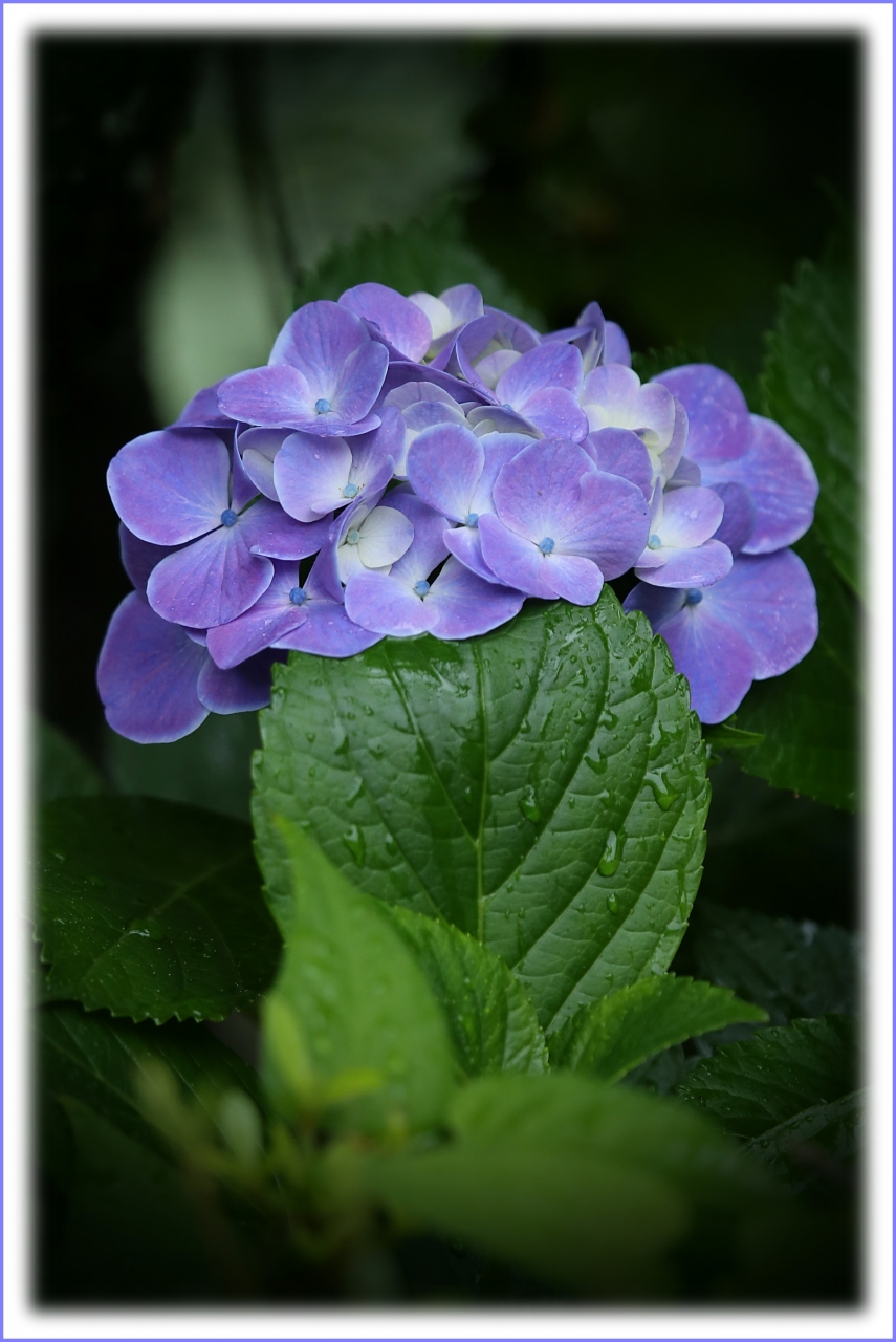 Solitary Journey 1397 雨粒が紫陽花の葉を打ち 雫が落ちてゆく 梅雨どきを美しく彩る花 紫陽花 花の寺 観音寺 広島 市佐伯区 広島西 佐伯 広島県 の旅行記 ブログ By Mechagodzilla 703さん フォートラベル