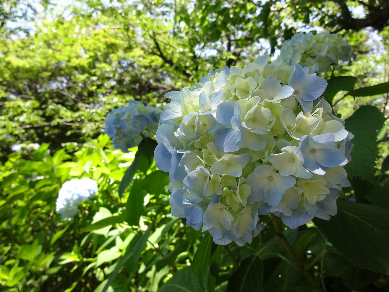 あじさいの雨引観音 桜川 茨城県 の旅行記 ブログ By Piggy さん フォートラベル