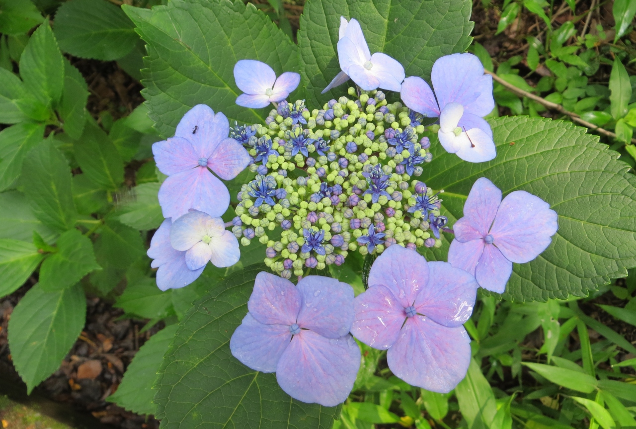 14梅雨 三好公園の紫陽花 2 4 6月19日 2 三好池 池の周りの紫陽花 西洋アジサイ 額アジサイ 愛知県の旅行記 ブログ By 旅人のくまさんさん フォートラベル
