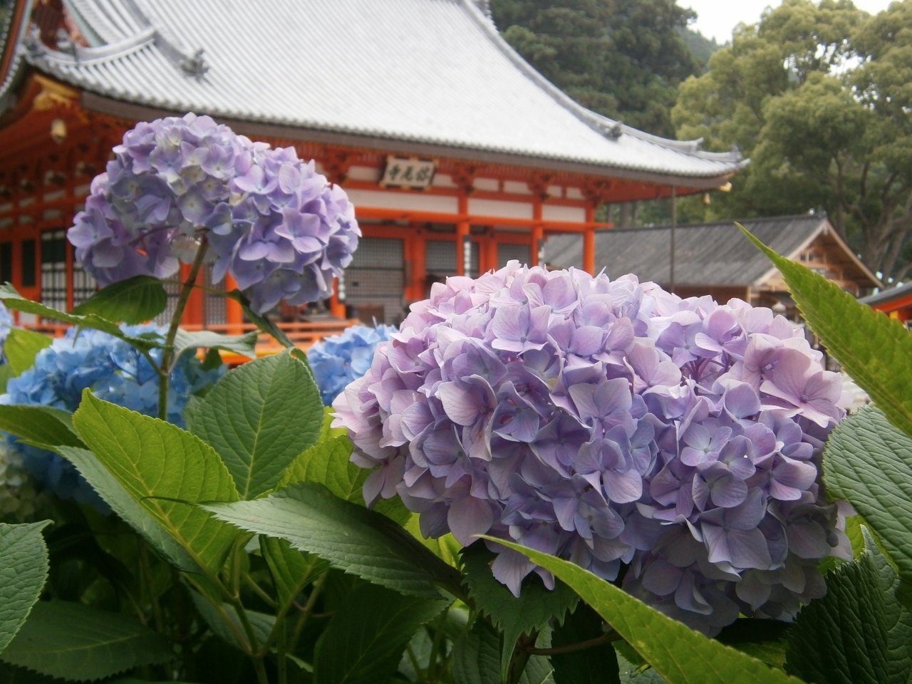 大阪 箕面の勝尾寺 アジサイは 箕面 大阪 の旅行記 ブログ By のーとくんさん フォートラベル