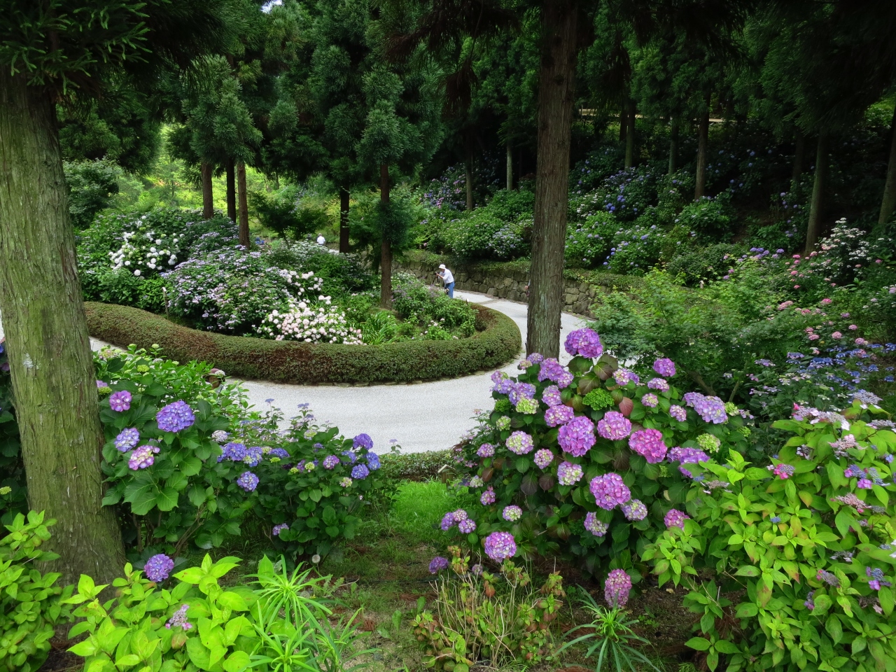 紫陽花を見に行ってミタ 三景園 三原 広島県 の旅行記 ブログ By Bingoさん フォートラベル