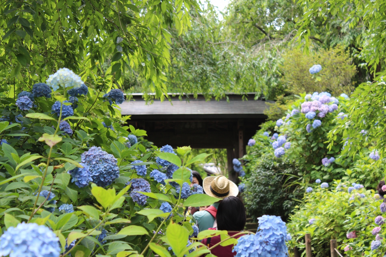 季節の花を楽しむ Part3 14年6月 北鎌倉の明月院で紫陽花を鑑賞 鎌倉 神奈川県 の旅行記 ブログ By Tsuneさん フォートラベル 季節の花を楽しむ Part3 14年6月 北鎌倉の明月院で紫陽花を鑑賞 鎌倉 神奈川県 の旅行記 ブログ By Tsuneさん フォートラベル