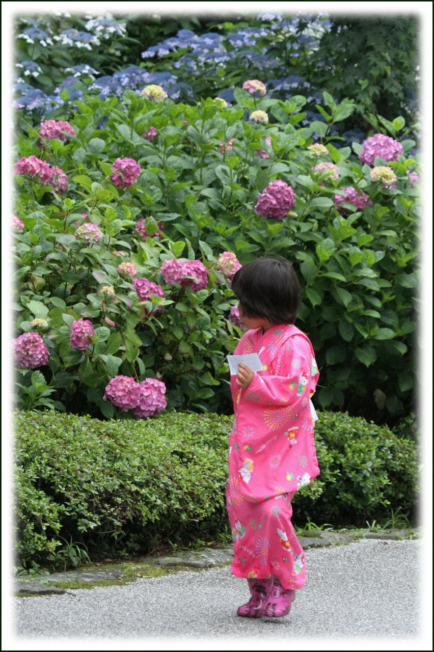 Solitary Journey 1398 梅雨空の下 瑞々しい青や白などの紫陽花が色とりどりに咲き誇る 盆栽展 三景園花まつり 広島 県三原市 三原 広島県 の旅行記 ブログ By Mechagodzilla 703さん フォートラベル