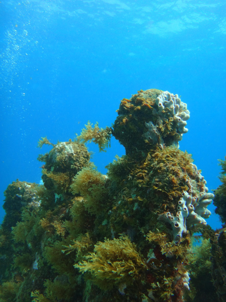 メキシコ カンクン Playa Delfines 海底美術館 ダイビング カンクン メキシコ の旅行記 ブログ By Motroskinさん フォートラベル
