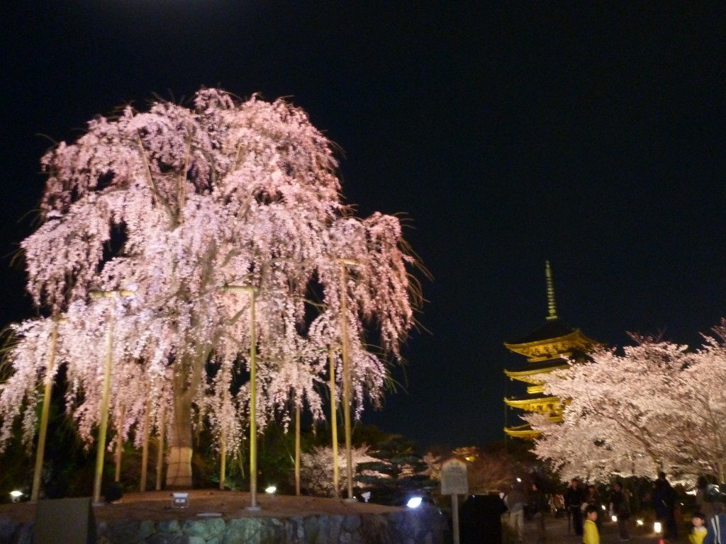 1人旅 東寺 夜桜ライトアップ 京都駅周辺 京都 の旅行記 ブログ By かおニャンさん フォートラベル