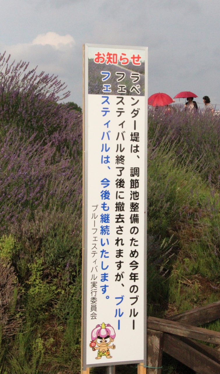 ショック 今年で見納め 久喜市菖蒲のラベンダー堤 今が見ごろそして最後の紫の花たち 幸手 久喜 栗橋 埼玉県 の旅行記 ブログ By ミッキーマーチさん フォートラベル
