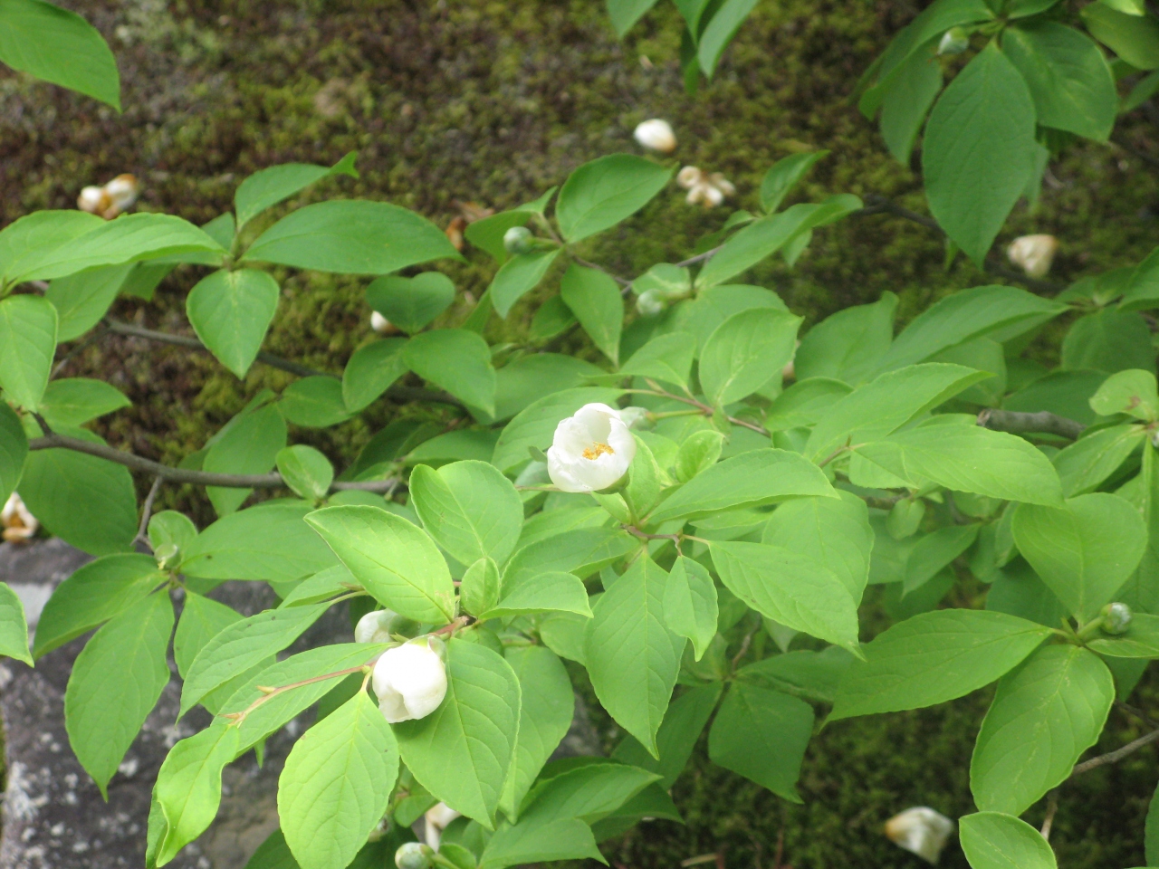 沙羅の花を愛でる 嵐山 嵯峨野 太秦 桂 京都 の旅行記 ブログ By Fair Biancaさん フォートラベル