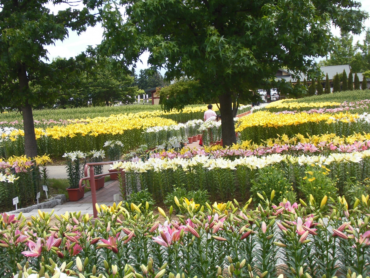 飯豊どんでん平ゆり園 飯豊 小国 山形県 の旅行記 ブログ By ボビーさん フォートラベル