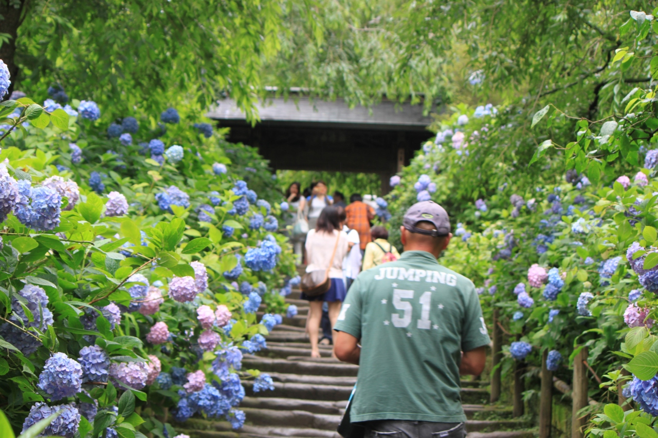 ちびちゃんと行く 鎌倉紫陽花 Brasserie雪乃下 明月院 鎌倉 神奈川県 の旅行記 ブログ By 虎キチお岩さん フォートラベル