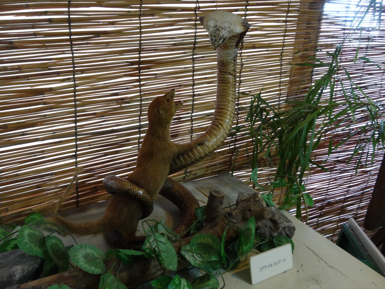 ハブ博物公園 知念 玉城 八重瀬 沖縄県 の旅行記 ブログ By 川上さん フォートラベル