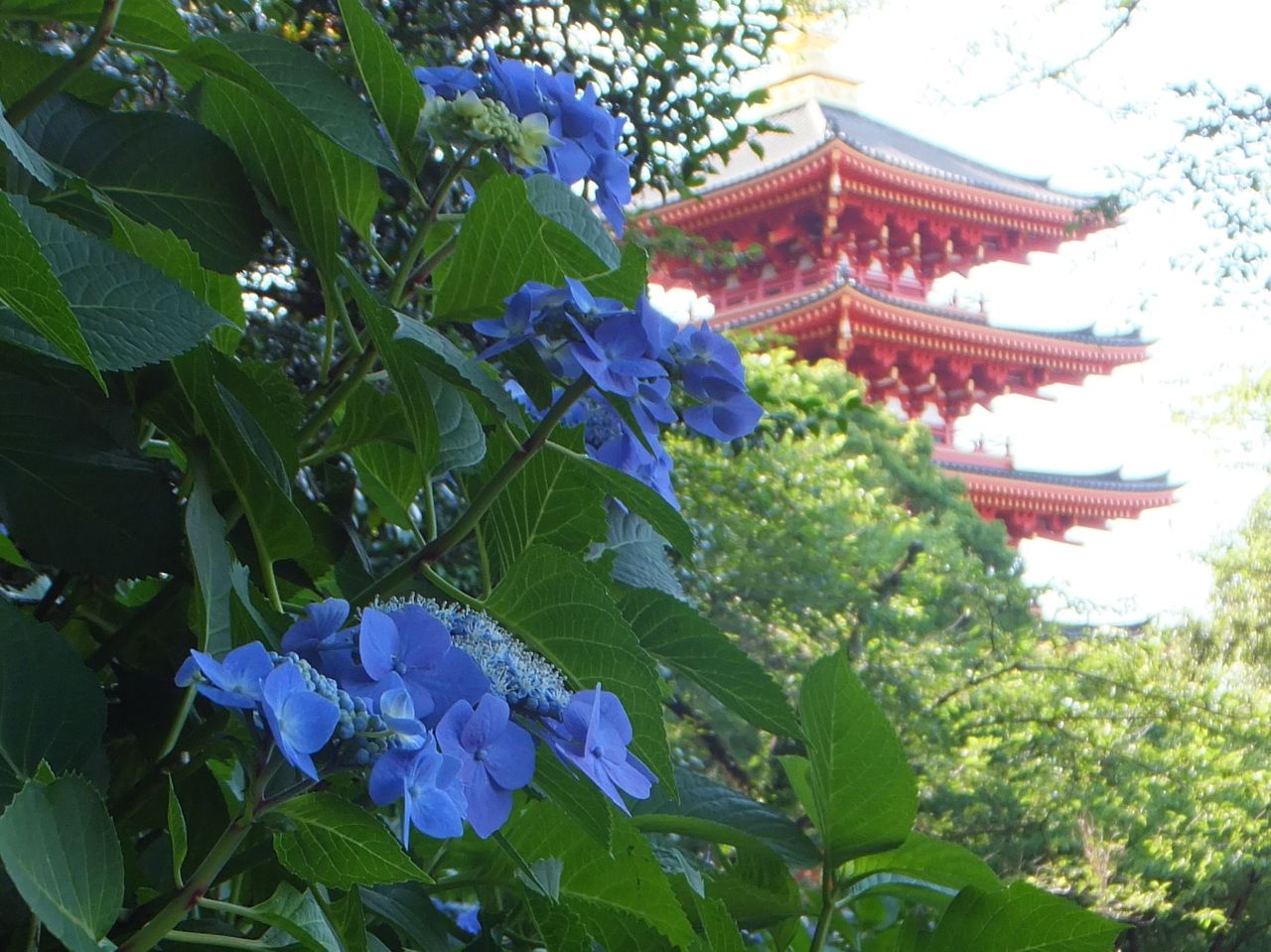 高幡不動の紫陽花まつり 夕方になってから 日野 昭島 東京 の旅行記 ブログ By きゅういとせろりさん フォートラベル