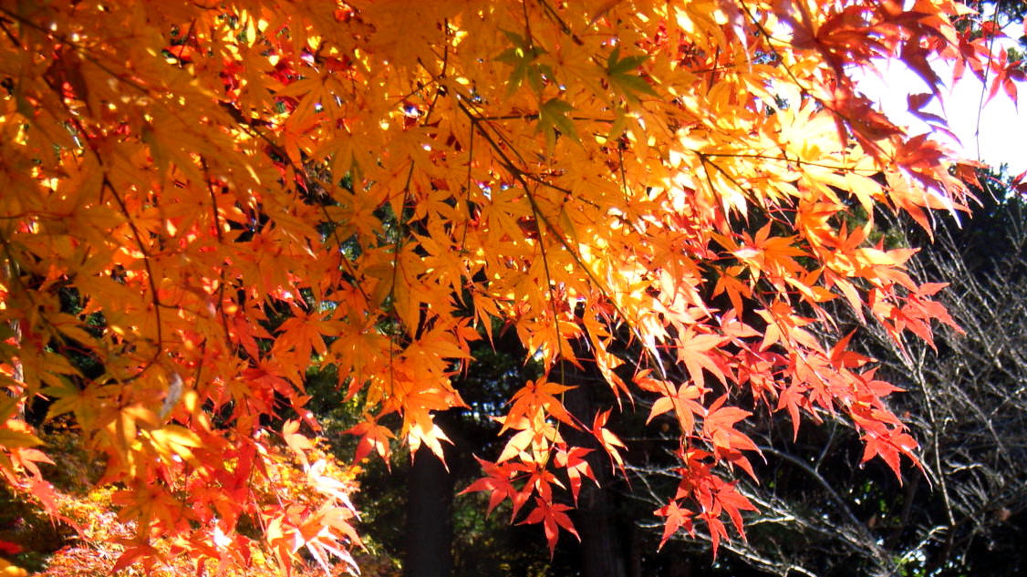 初冬の明月院は真っ赤な紅葉に染まります 鎌倉 神奈川県 の旅行記 ブログ By 紅映さん フォートラベル