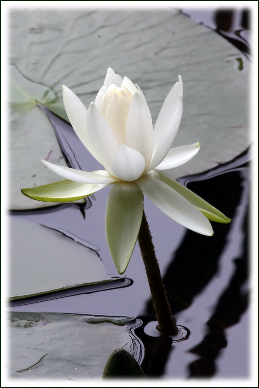 Solitary Journey 1400 水の妖精 睡蓮の花 と花菖蒲と紫陽花が咲き競っていた 蛇の池 標高693m極楽寺山 広島県 廿日市市 大竹 廿日市 広島県 の旅行記 ブログ By Mechagodzilla 703さん フォートラベル Solitary Journey 1400 水の妖精 睡蓮の花 と花菖蒲と紫陽花が咲き競っていた 蛇の池 標高693m極楽寺山 広島県 廿日市市 大竹 廿日市 広島県 の旅行記 ブログ By Mechagodzilla 703さん フォートラベル