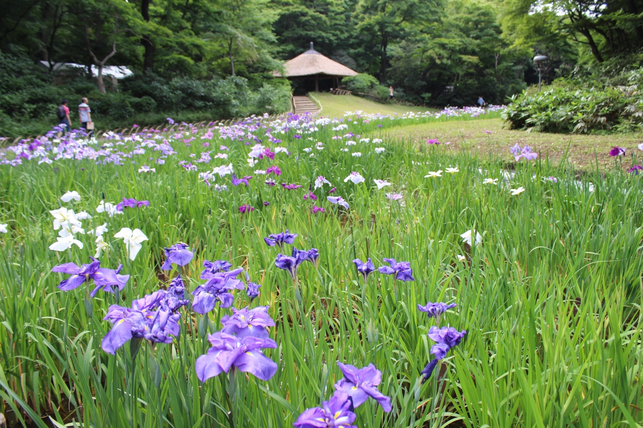 季節の花を楽しむ Part4 14年6月 明治神宮の菖蒲を鑑賞したあとは カフェカイラ でパンケーキを堪能 表参道 東京 の旅行記 ブログ By Tsuneさん フォートラベル