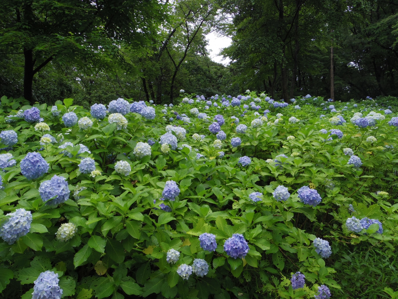 雨の紫陽花 生田緑地 登戸 新百合ヶ丘 神奈川県 の旅行記 ブログ By みやゆかさん フォートラベル 雨の紫陽花 生田緑地 登戸 新百合ヶ丘 神奈川県 の旅行記 ブログ By みやゆかさん フォートラベル