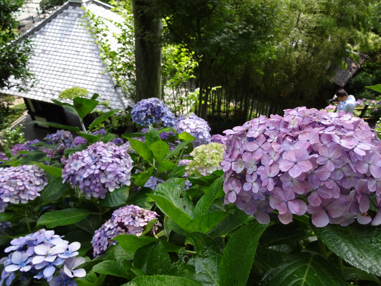 鎌倉あじさい寺を巡る 鎌倉 神奈川県 の旅行記 ブログ By Piggy さん フォートラベル 鎌倉あじさい寺を巡る 鎌倉 神奈川県 の旅行記 ブログ By Piggy さん フォートラベル