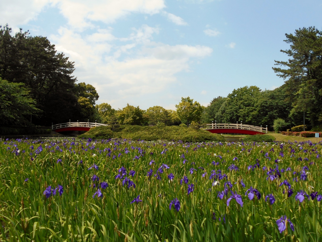 東海市 上野台公園 のカキツバタ 豊明 大府 愛知県 の旅行記 ブログ By H1623mさん フォートラベル 東海市 上野台公園 のカキツバタ 豊明 大府 愛知県 の旅行記 ブログ By H1623mさん フォートラベル