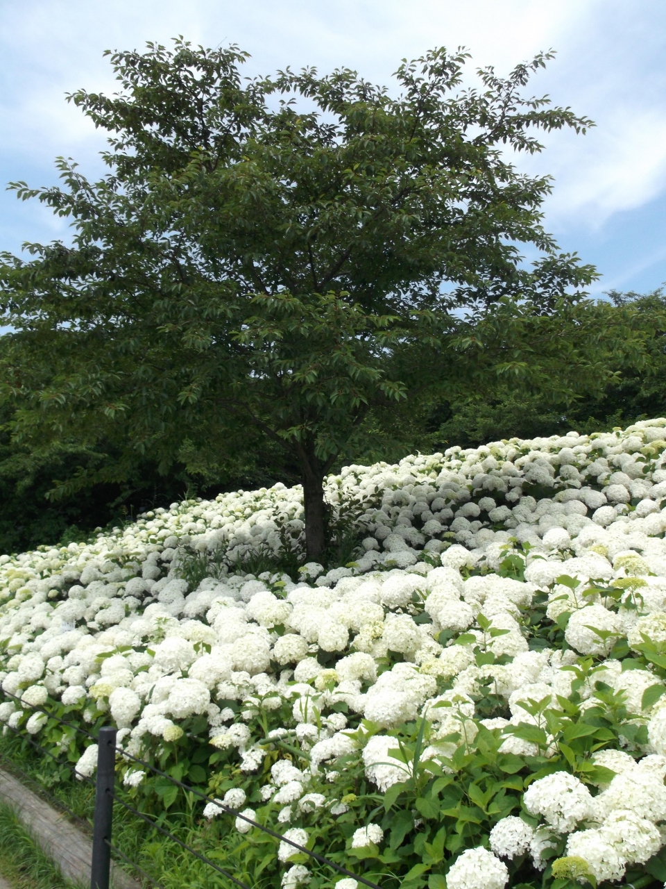 幸手 権現堂堤 あじさい祭 幸手 久喜 栗橋 埼玉県 の旅行記 ブログ By さんちゃんさん フォートラベル