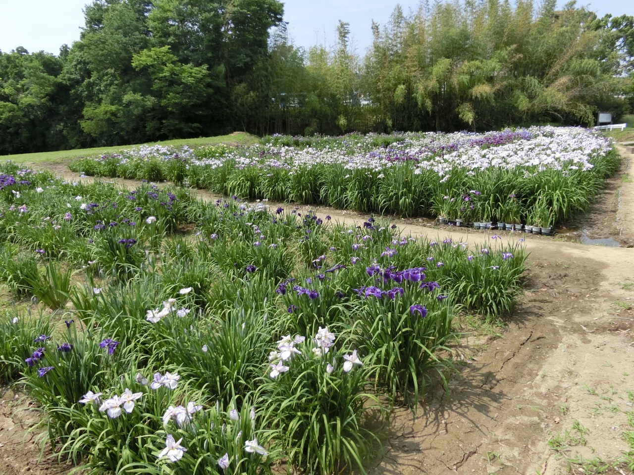 狭山市 青梅市に次いで今年はときがわ町に菖蒲を見に行った 小川 嵐山 埼玉県 の旅行記 ブログ By ごろちゃんさん フォートラベル 狭山市 青梅市に次いで今年はときがわ町に菖蒲を見に行った 小川 嵐山 埼玉県 の旅行記 ブログ By ごろちゃんさん フォートラベル