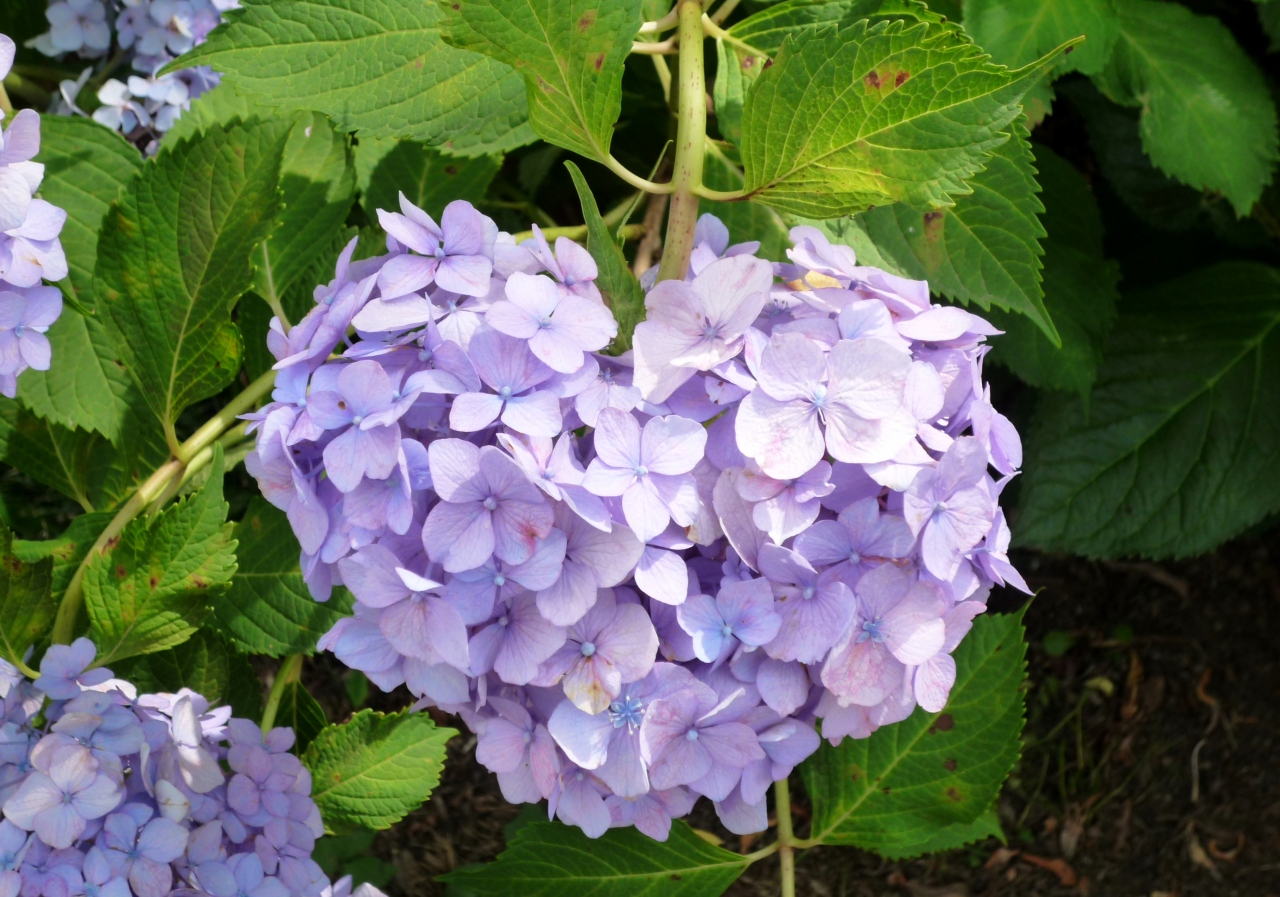 ６月は紫陽花の季節 大阪万博が残したもの その２ 吹田 万博公園 大阪 の旅行記 ブログ By すぶたさん フォートラベル