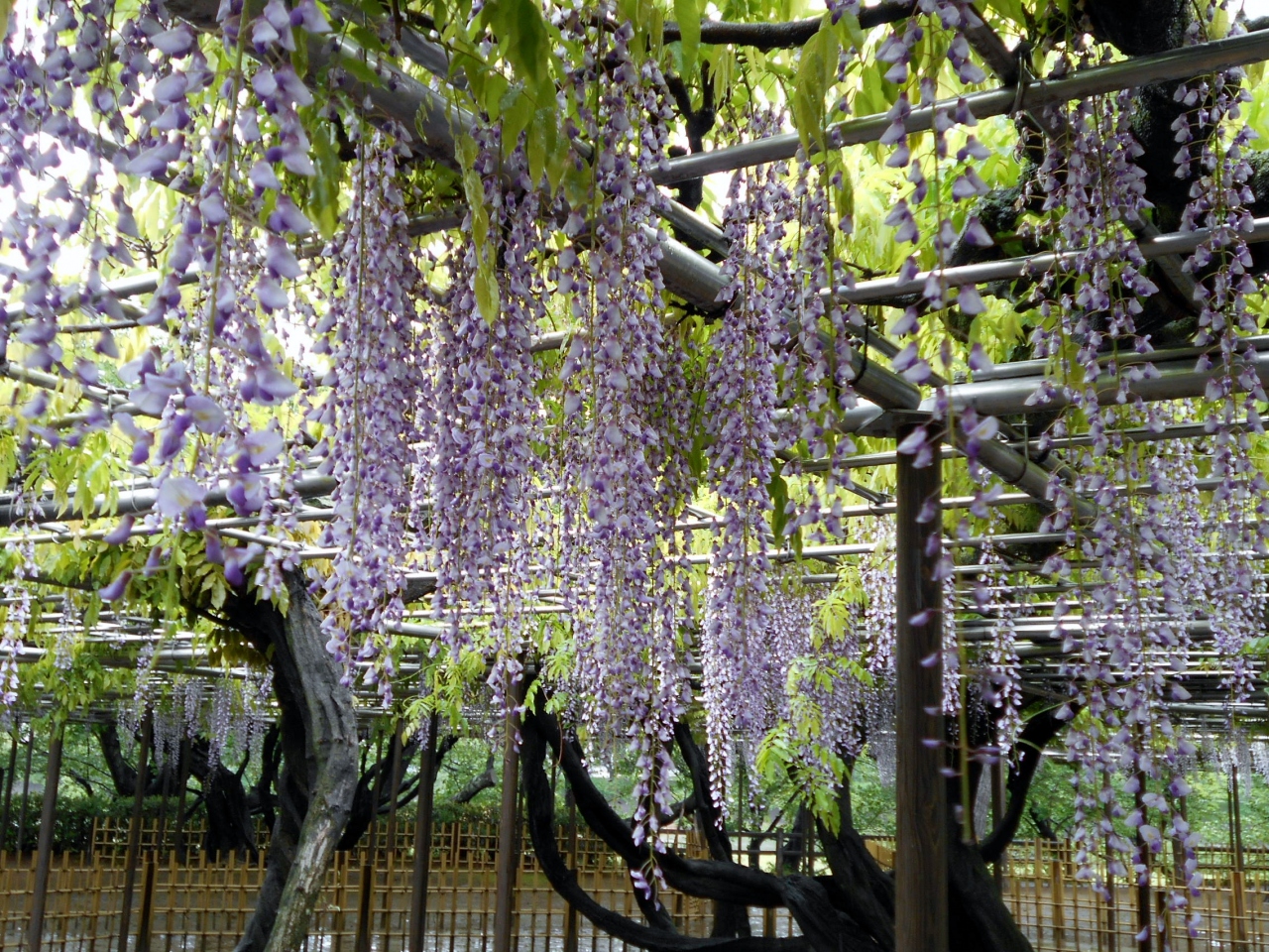 岡崎市岡崎公園 五万石藤 岡崎 愛知県 の旅行記 ブログ By H1623mさん フォートラベル 岡崎市岡崎公園 五万石藤 岡崎 愛知県 の旅行記 ブログ By H1623mさん フォートラベル