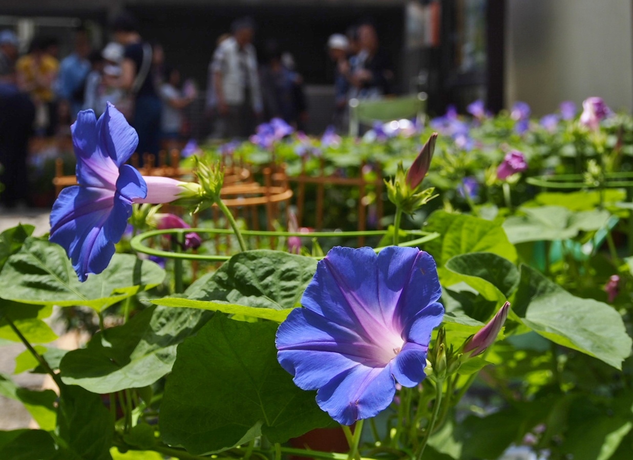 江戸の夏の風物詩 入谷朝顔市 東京の旅行記 ブログ By 銭形幸一さん フォートラベル