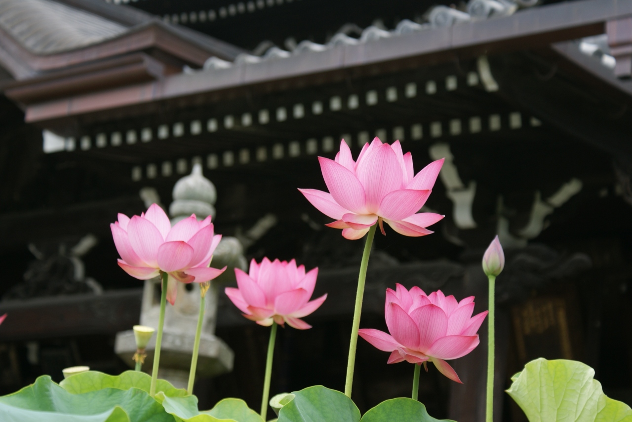 三室戸寺のハス 宇治 京都 の旅行記 ブログ By りっちゃんさん フォートラベル