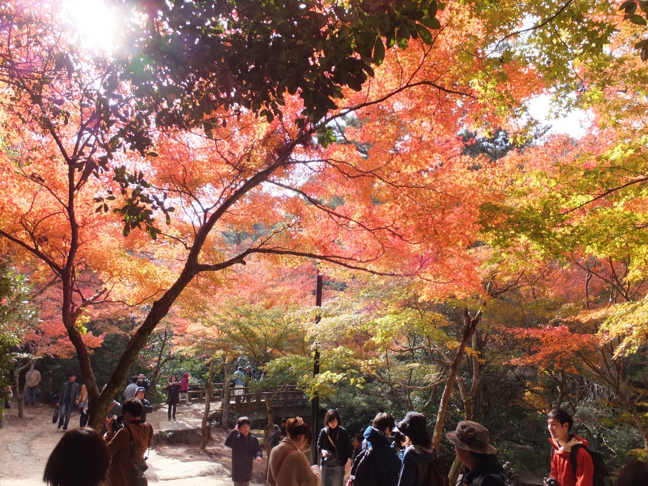 紅葉シーズンの宮島 本年2度目 宮島 厳島神社 広島県 の旅行記 ブログ By 英語苦手さん フォートラベル