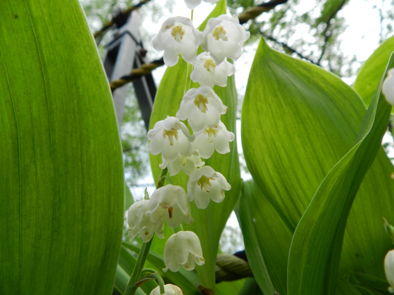 ちょっと地味ですが可愛いスズラン 平取町のすずらん群生地 14年6月 北海道の花とグルメな旅 その３ 門別 日高 北海道 の旅行記 ブログ By Joecoolさん フォートラベル