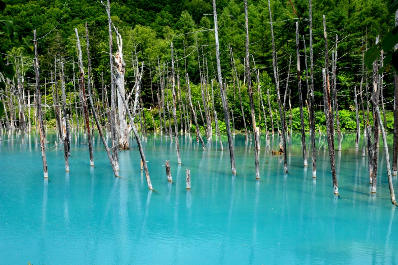 自然を満喫する夏の北海道16日間の旅 6 美瑛の丘を巡る 新栄の丘 神秘的な青い池 美瑛 びえい 北海道 の旅行記 ブログ By 玄白さん フォートラベル 自然を満喫する夏の北海道16日間の旅 6 美瑛の丘を巡る 新栄の丘 神秘的な青い池 美瑛 びえい 北海道 の旅行記 ブログ By 玄白さん フォートラベル